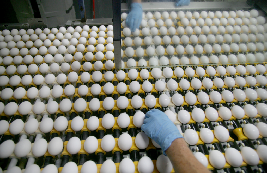 Preços dos ovos registraram quedas de até 11% na segunda quinzena do mês
